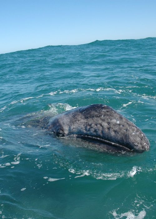 Gray Whale in the Sea